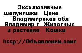 Эксклюзивные шалунишки › Цена ­ 12 000 - Владимирская обл., Владимир г. Животные и растения » Кошки   